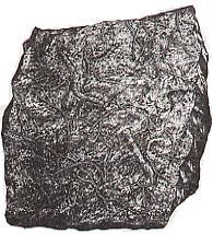 Fossile présent à Equihen-Plage